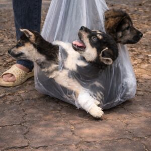 Three Puppies Found Tied in a Bag Experience a Remarkable Rescue