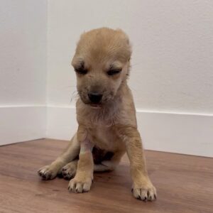 Abandoned Puppy Jack Rescued from Shadows at Animal Hospital