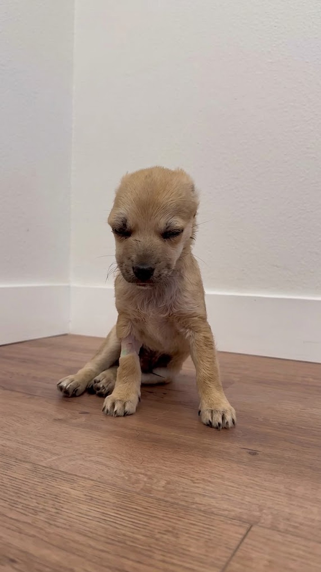 Abandoned Puppy Jack Rescued from Shadows at Animal Hospital