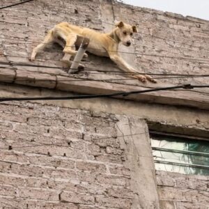 Valiente's Desperate Leap Leads to Life-Saving Rescue