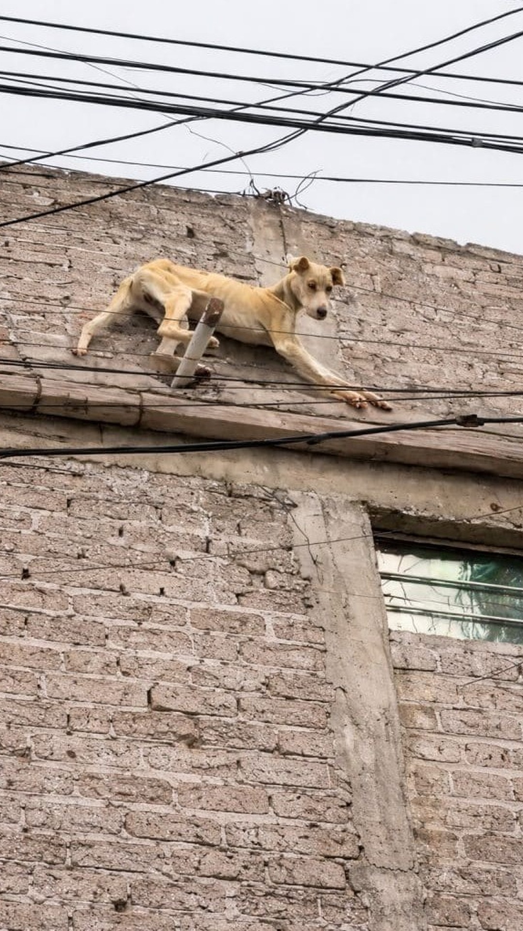 Valiente's Desperate Leap Leads to Life-Saving Rescue