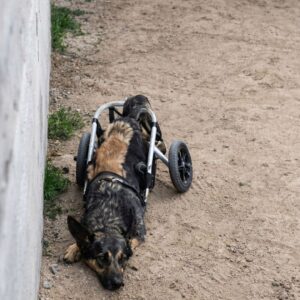 Rescue Discovery: Moika Found Dragging a Broken Wheelchair