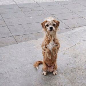 Elderly Dog Named Hazel Found Bowing for Food on Frosty Streets