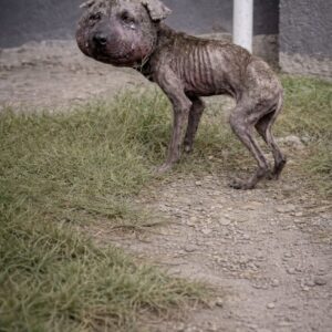 Rescue of Krouch: A Dog Cast Out for Bad Luck