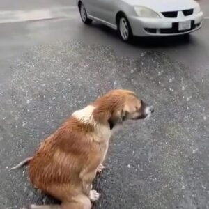 Rescuer Finds Mother Dog Waiting in the Rain for Her Missing Puppies