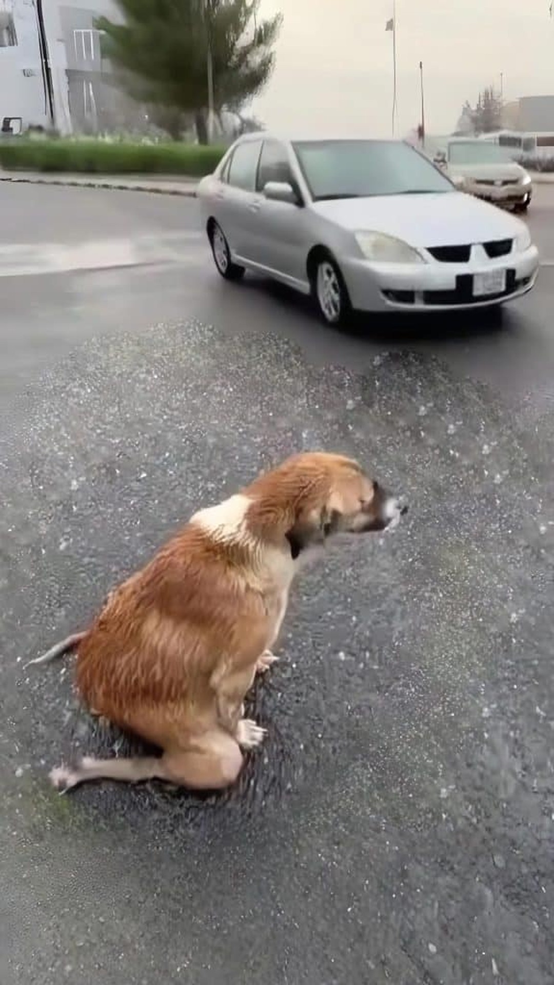 Rescuer Finds Mother Dog Waiting in the Rain for Her Missing Puppies