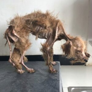 Kaefsi's Remarkable Journey: From Near Death to Playful Recovery