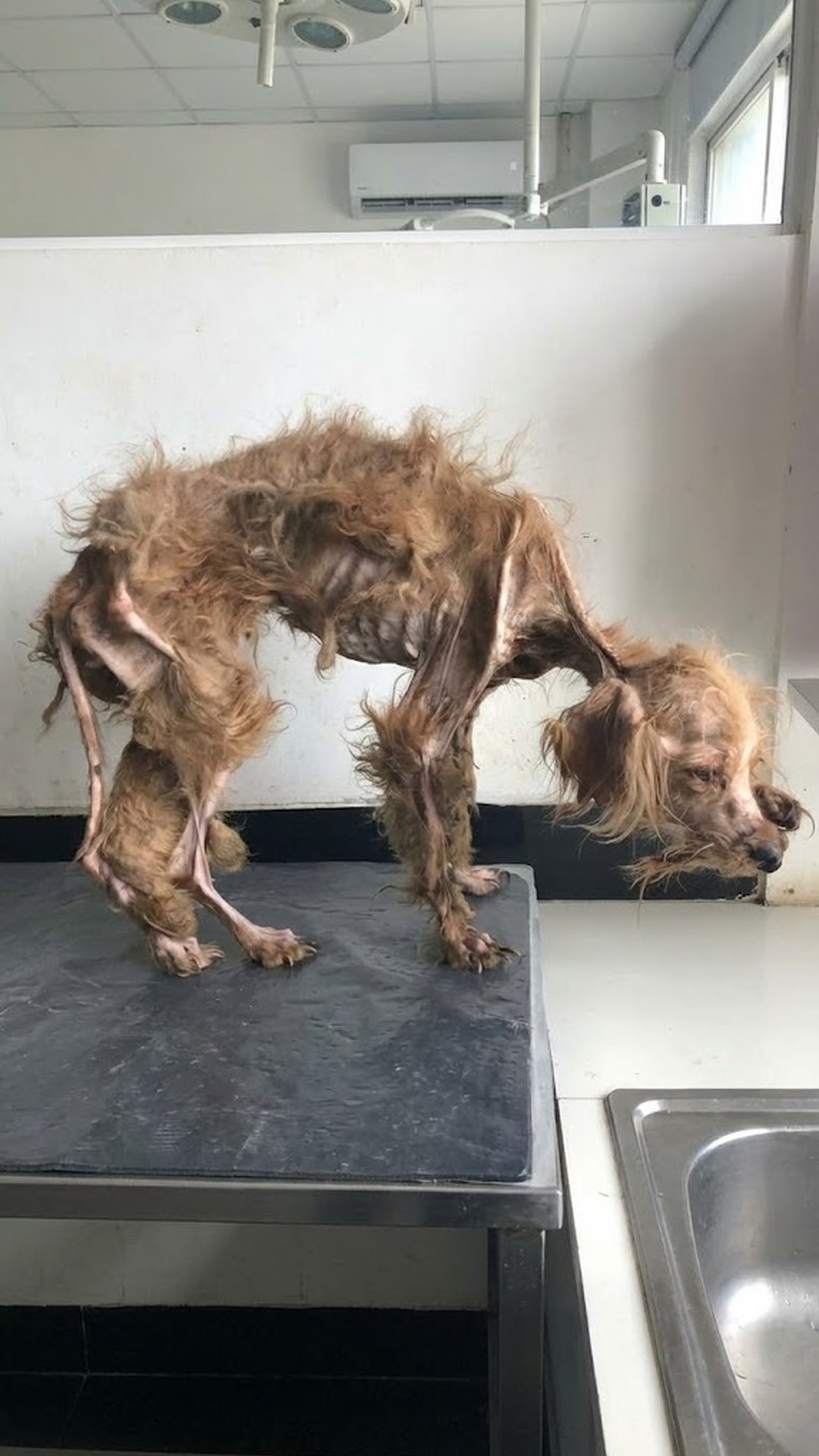 Kaefsi's Remarkable Journey: From Near Death to Playful Recovery
