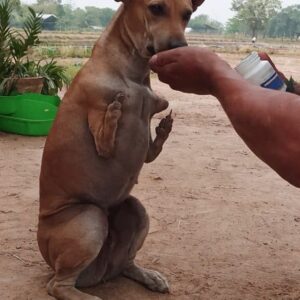 A Dog Balances Gracefully on Two Legs Thanks to His Caring Companion