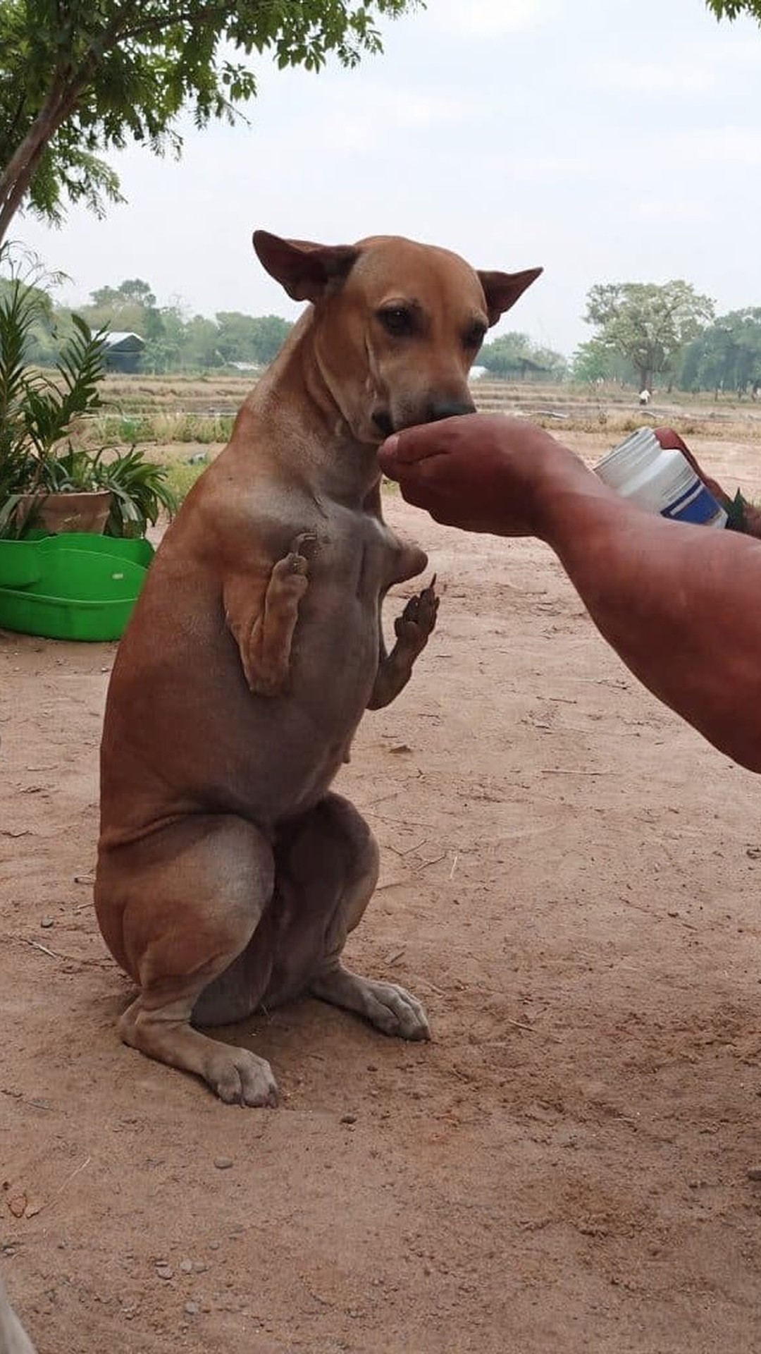 A Dog Balances Gracefully on Two Legs Thanks to His Caring Companion