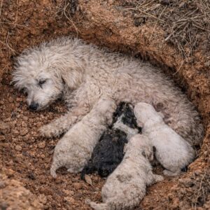 Puppies Thrive After Rescue from a Hidden Den Beneath a Tree