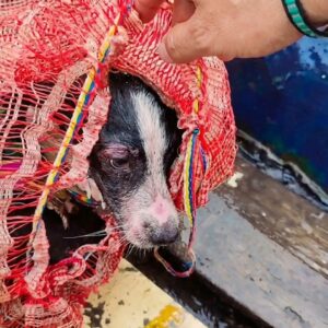 From a Waterlogged Sack to a Loving Home: Magdalena's Transformation