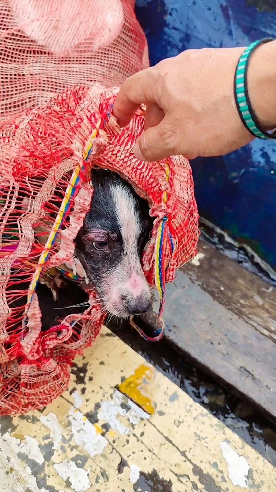 From a Waterlogged Sack to a Loving Home: Magdalena's Transformation