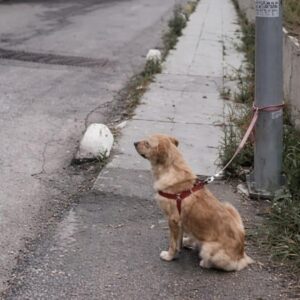 Four Hours of Waiting Before a Golden Retriever Finds Hope
