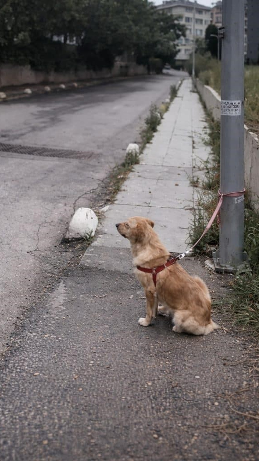 Four Hours of Waiting Before a Golden Retriever Finds Hope