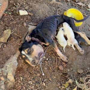 Rescue of Khaleesi: A Mother's Battle for Her Puppies Ends in Heartbreak