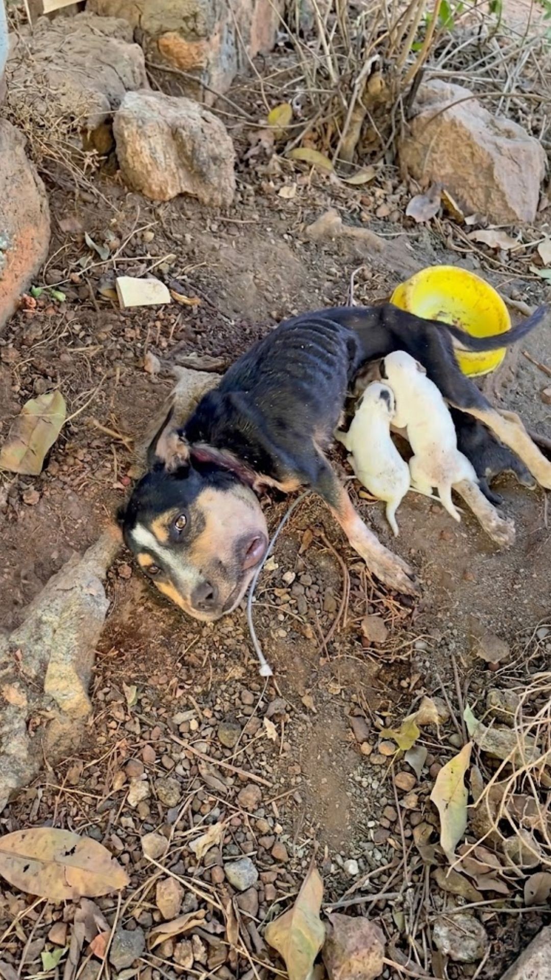 Rescue of Khaleesi: A Mother's Battle for Her Puppies Ends in Heartbreak