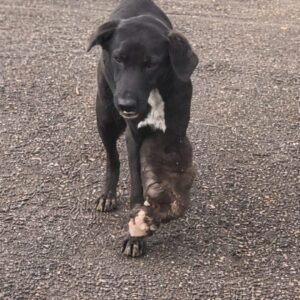 A Lonely Dog Stands Still as His Future Hangs in the Balance