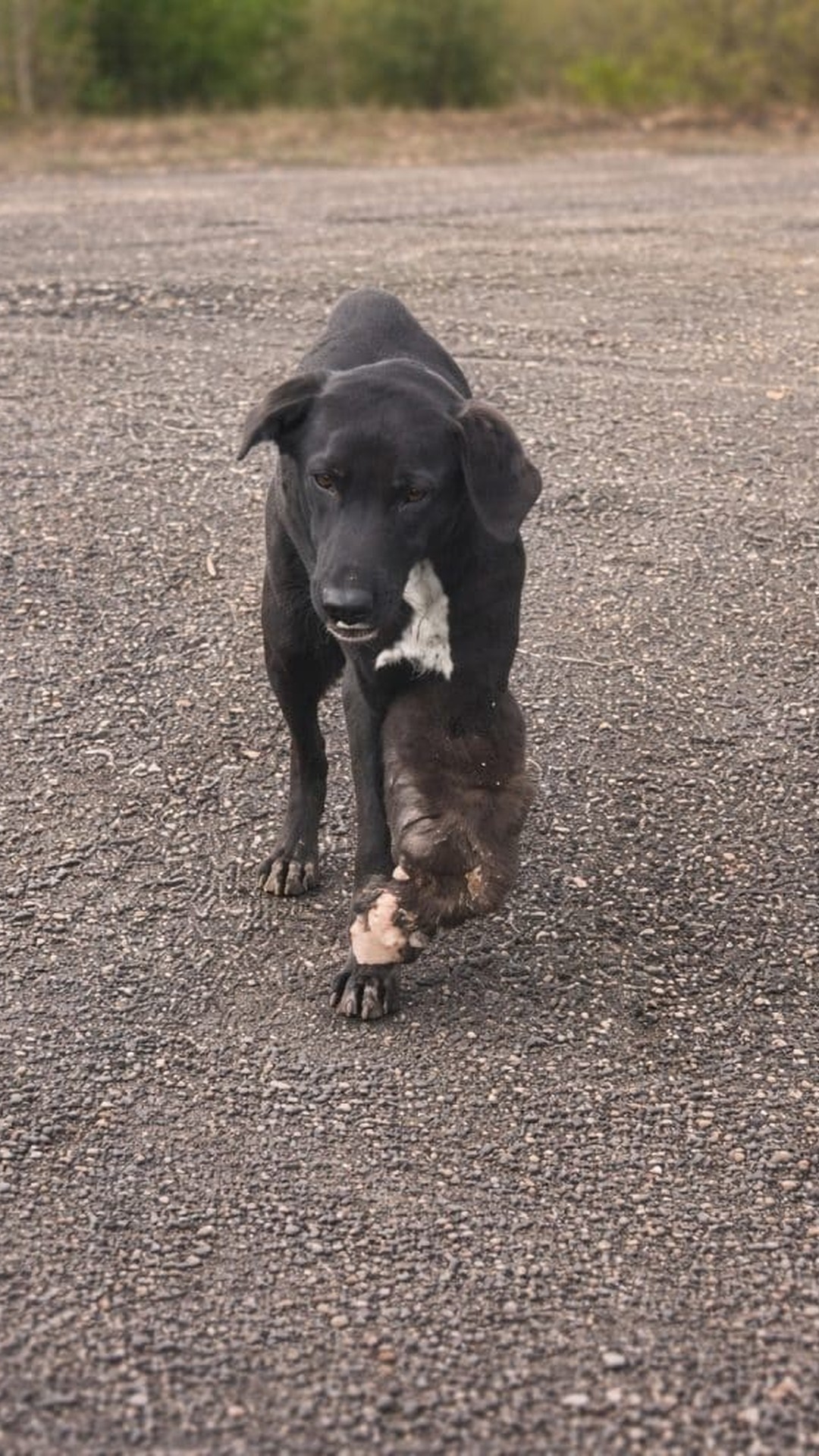 A Lonely Dog Stands Still as His Future Hangs in the Balance