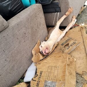 Jericho Rescued After Being Trapped Under a Couch in Houston