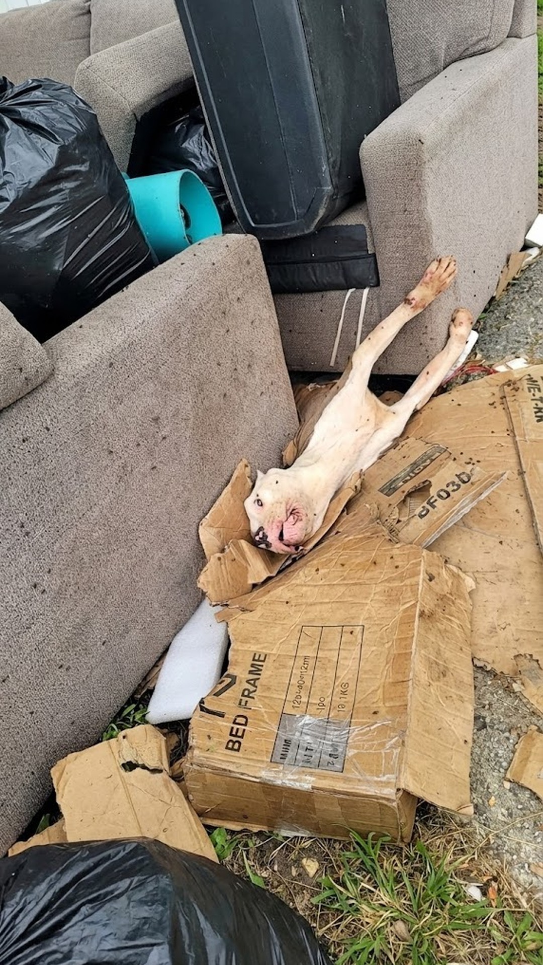 Jericho Rescued After Being Trapped Under a Couch in Houston
