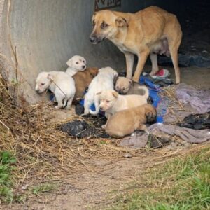 Puppies Lead Rescuers to Their Exhausted Mother Hidden in a Pipe