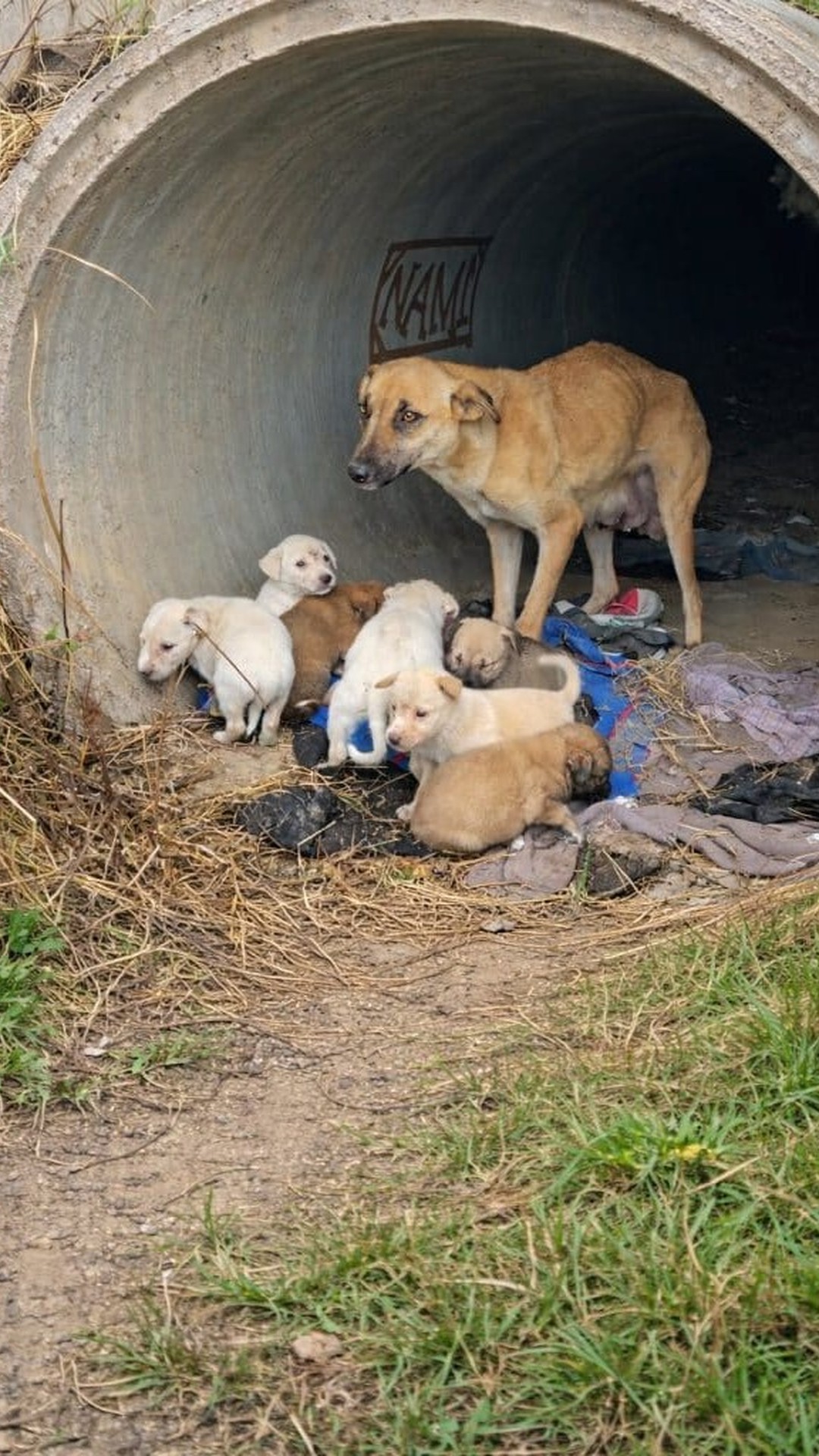 Puppies Lead Rescuers to Their Exhausted Mother Hidden in a Pipe