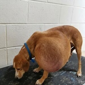 Hattie Found in Dallas with a 20-Pound Tumor Gets Life-Saving Surgery