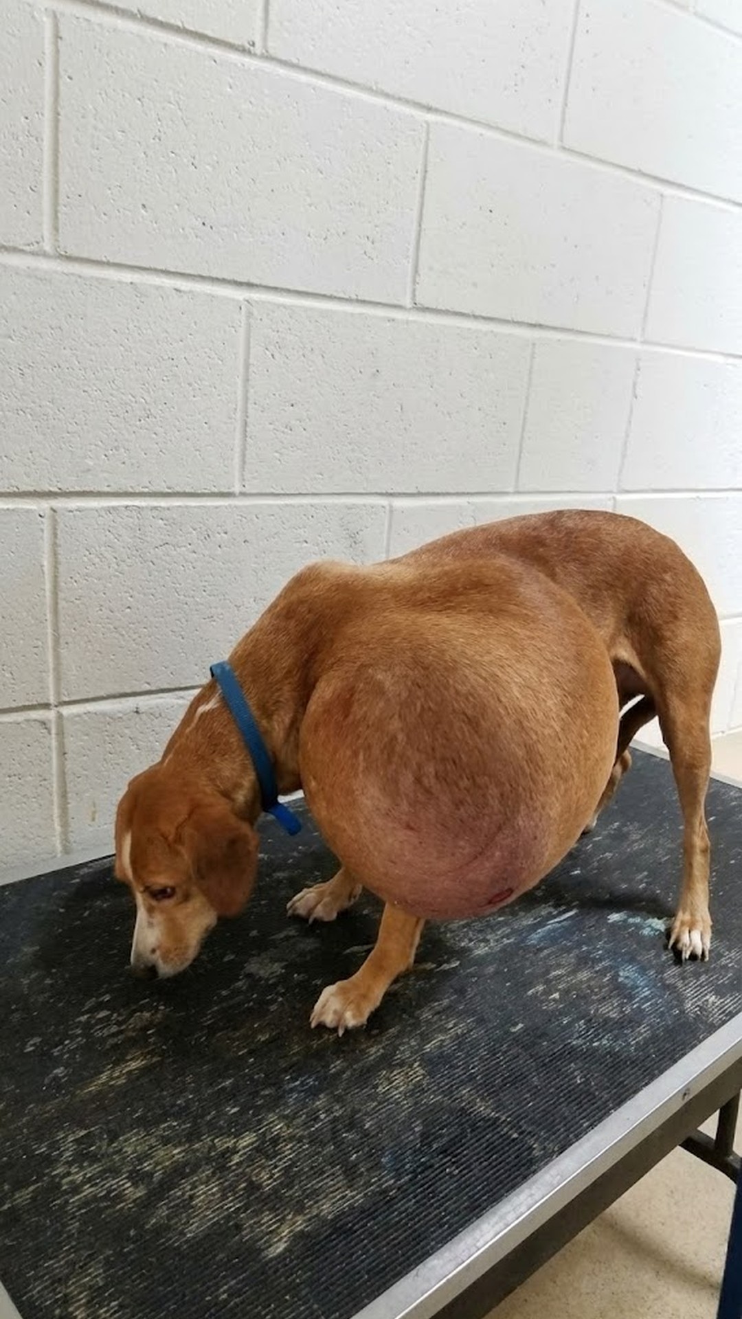 Hattie Found in Dallas with a 20-Pound Tumor Gets Life-Saving Surgery