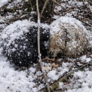 Woman Discovers Puppies Huddled in Snow and Changes Their Fate