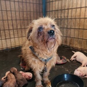 Mimi's Unbreakable Spirit Shines in Reunion with Her Puppies