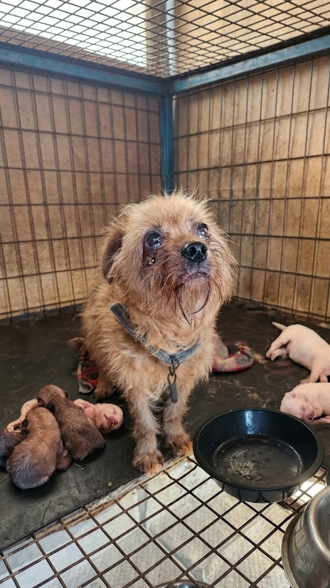 Mimi's Unbreakable Spirit Shines in Reunion with Her Puppies