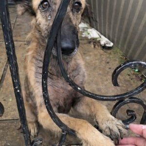 Melda's Gentle Tail Wag Signals a New Beginning After Years of Neglect