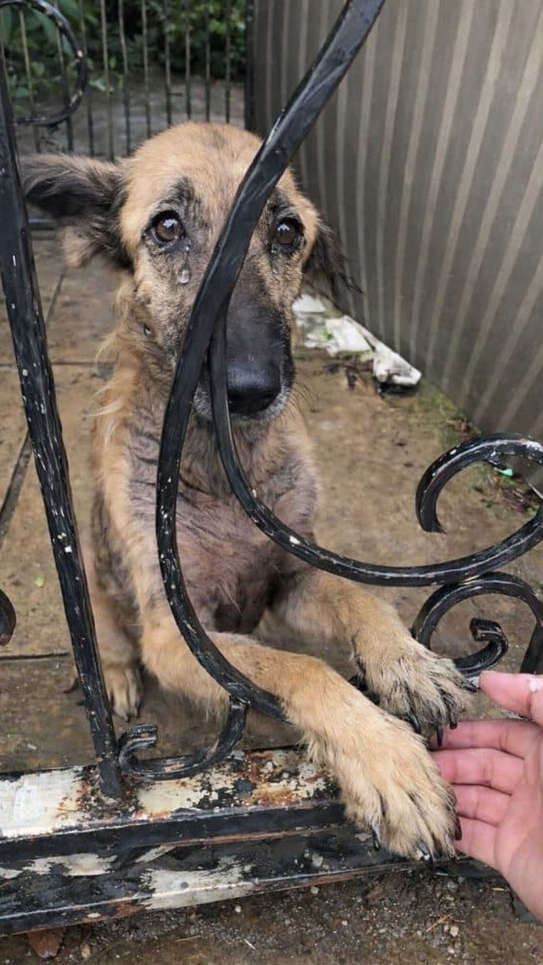 Melda's Gentle Tail Wag Signals a New Beginning After Years of Neglect
