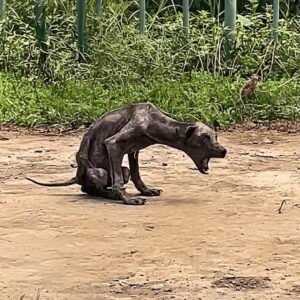 Panpan's Recovery: From Garbage to Joyful Family Member