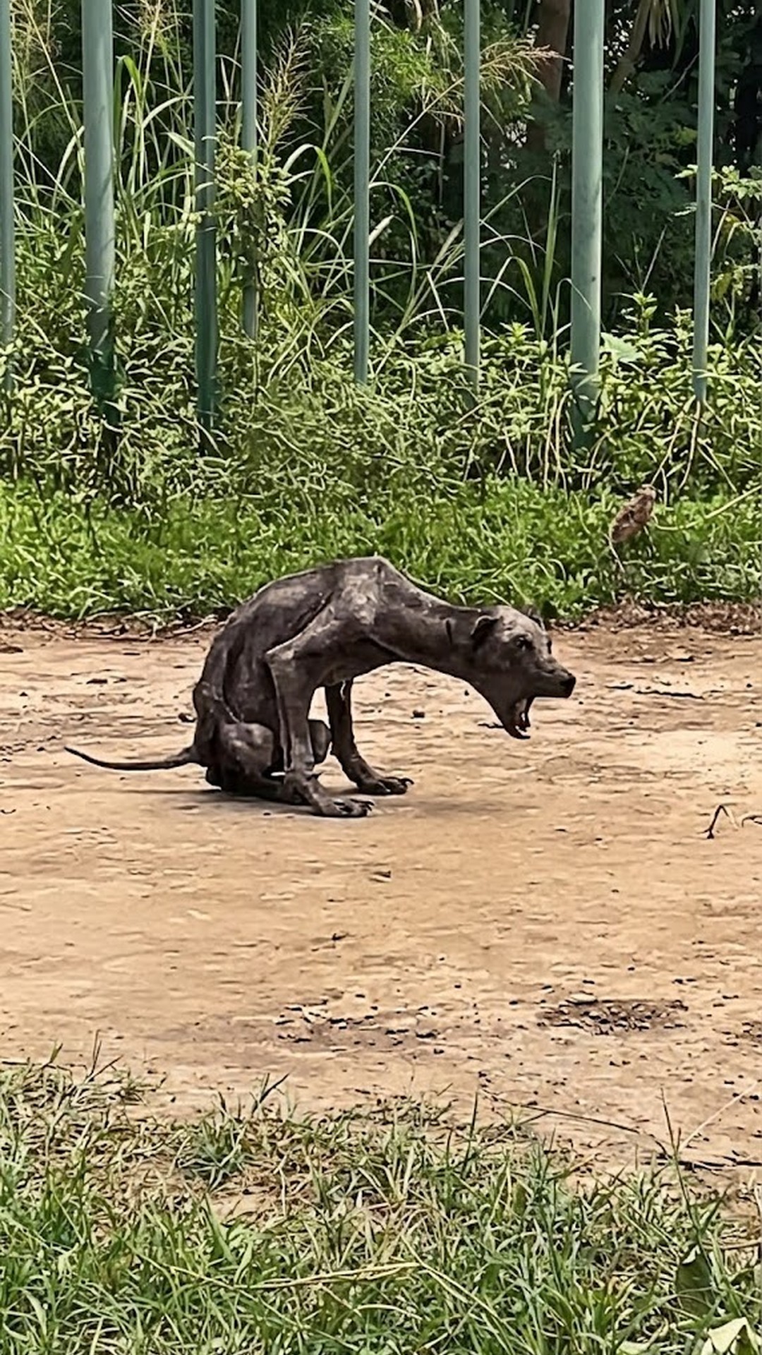 Panpan's Recovery: From Garbage to Joyful Family Member