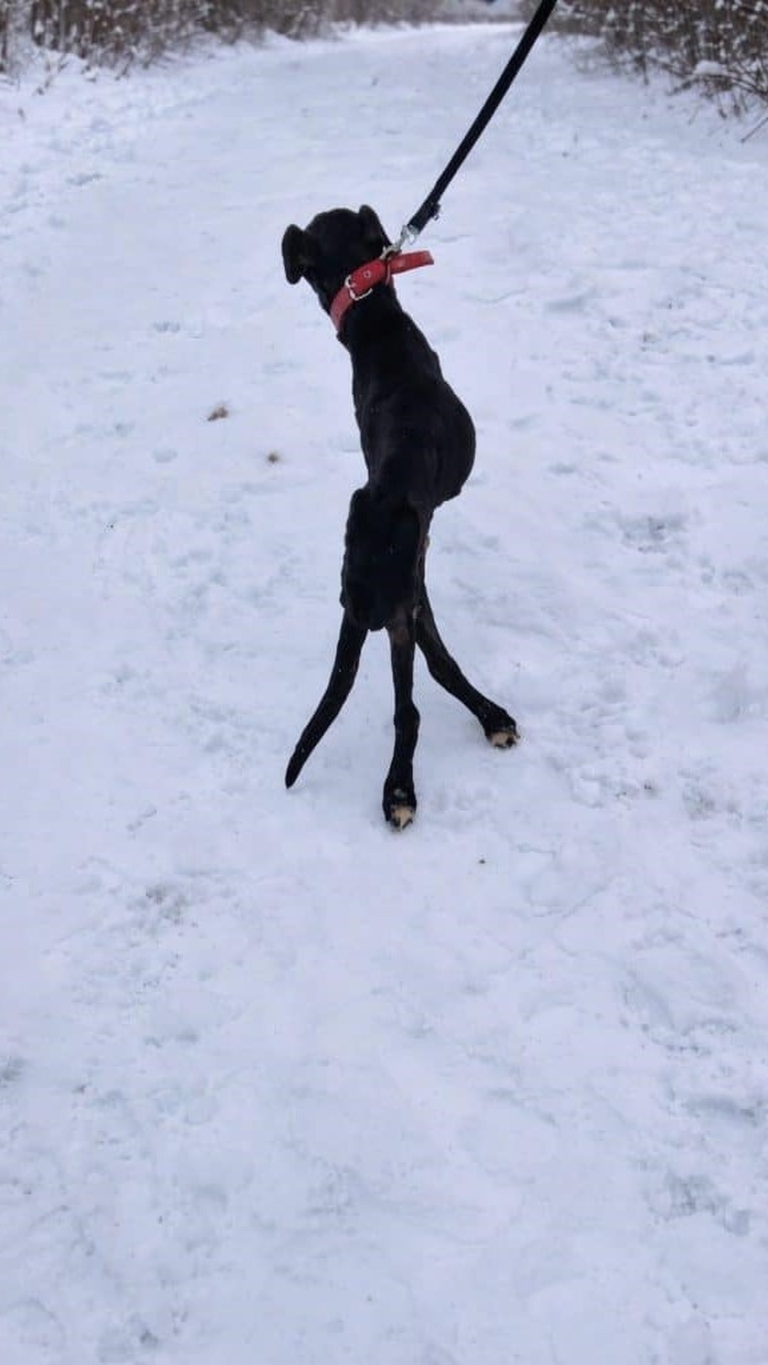 Jem Stands and Walks Again After a Severe Spinal Injury