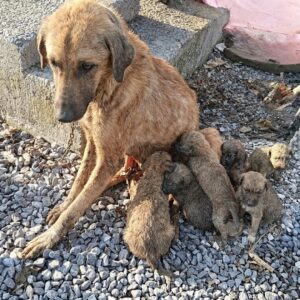 Hope the Dog Nurtures Eleven Puppies After Tragic Loss
