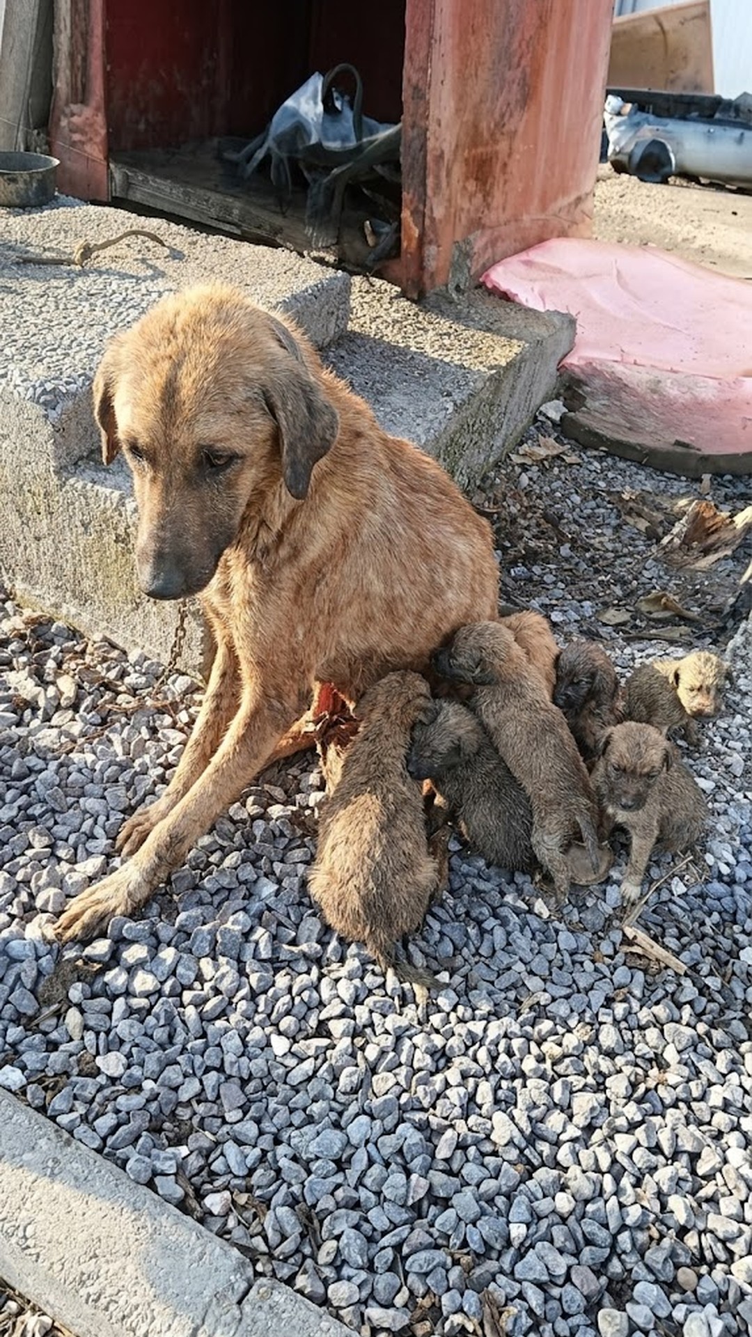 Hope the Dog Nurtures Eleven Puppies After Tragic Loss