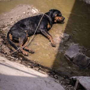 Flora's Heartwarming Transformation After Being Found in a Canal