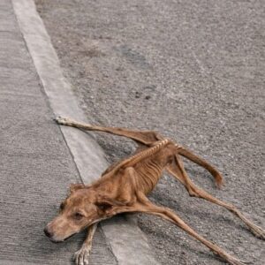 Rescued Dog Transitions from Desperation on the Street to a Loving Home