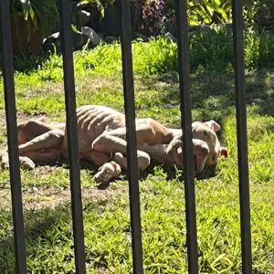 Rescue of Gator: Emaciated Pit Bull Defies False Accusations of Aggression