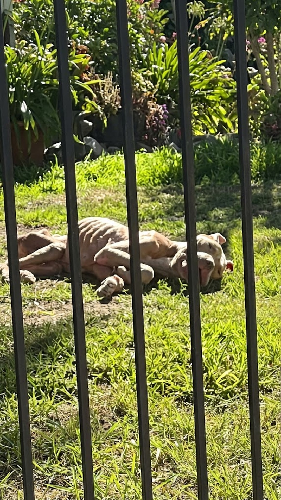 Rescue of Gator: Emaciated Pit Bull Defies False Accusations of Aggression