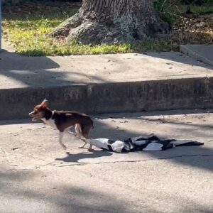 Eight Dogs Rescued After a Chihuahua's Desperate Run