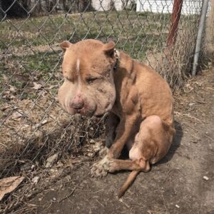 Rescue of Marco: Found Tied to a Fence with Severe Infections
