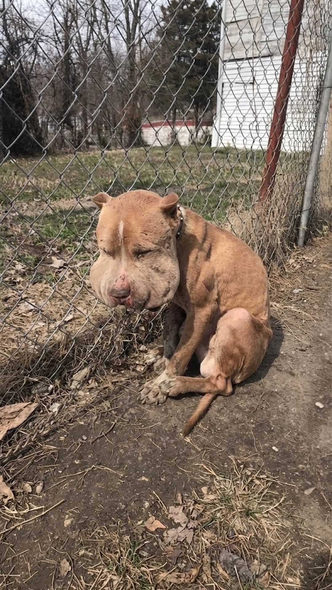 Rescue of Marco: Found Tied to a Fence with Severe Infections