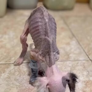 Toko the Puppy Stands on His Own After Overcoming a Freezing Nightmare