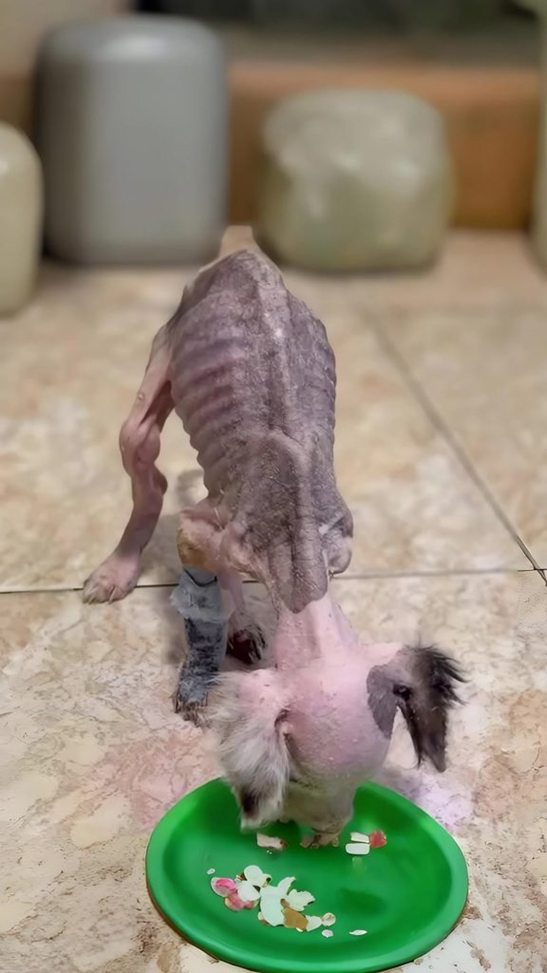 Toko the Puppy Stands on His Own After Overcoming a Freezing Nightmare