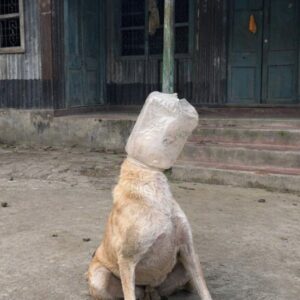 Dog Regains Freedom After Being Rescued from a Plastic Jar
