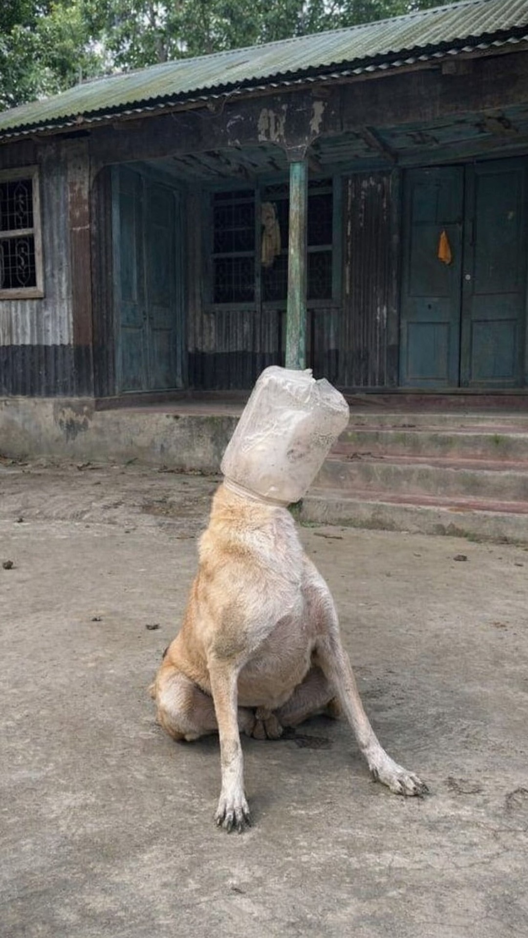 Dog Regains Freedom After Being Rescued from a Plastic Jar